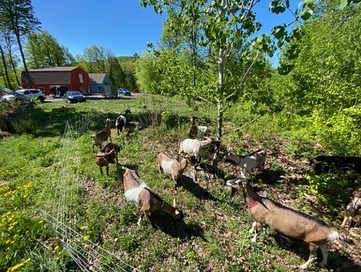 Interim Farm Manager